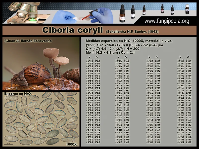 Microscopía de Ciboria coryli.