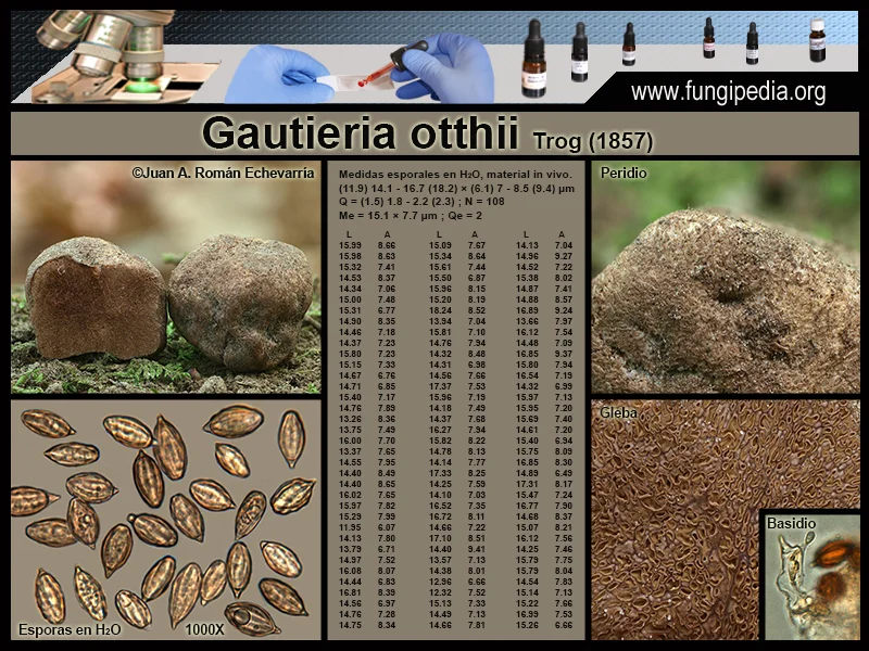 Microscopía de Gautieria otthii