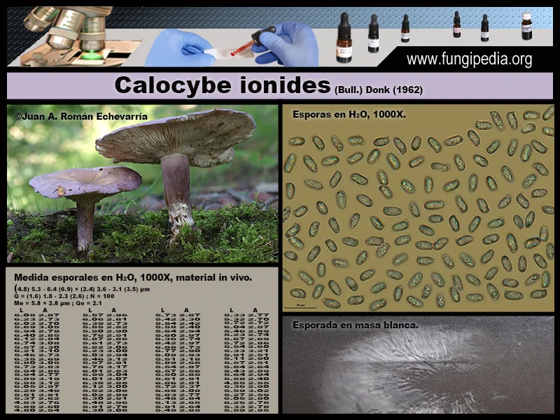Microscopía de Calocybe ionides