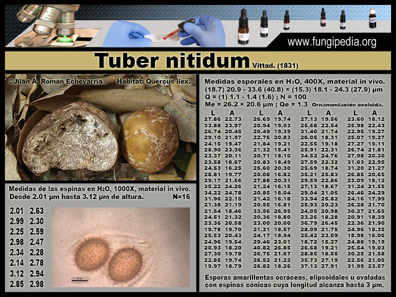 Microscopía de Tuber nitidum