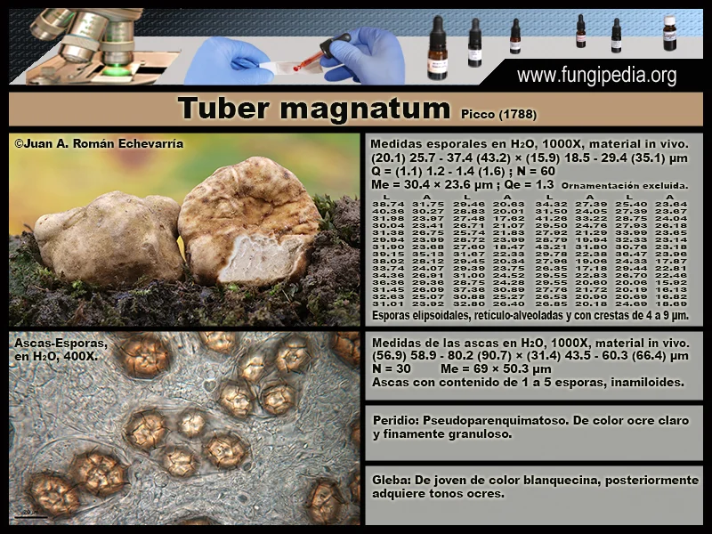 Microscopía de Tuber magnatum