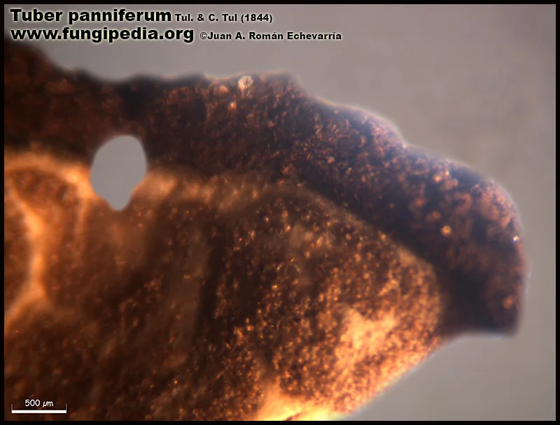 Microscopía de Tuber panniferum