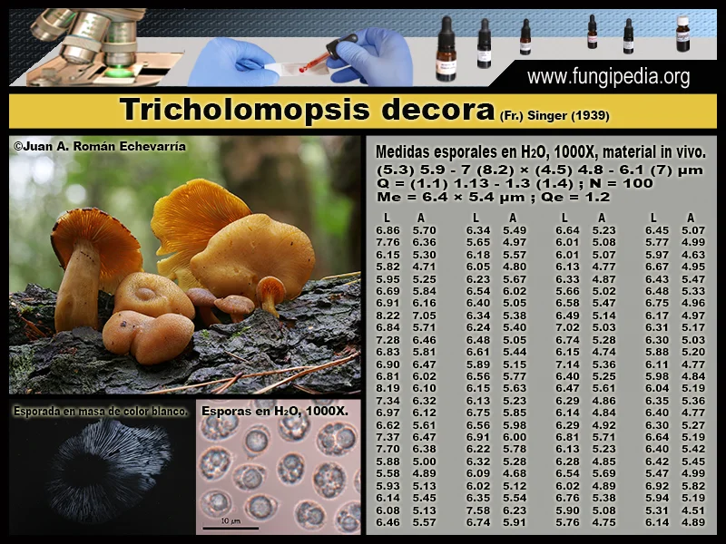 Microscopía de Tricholomopsis decora