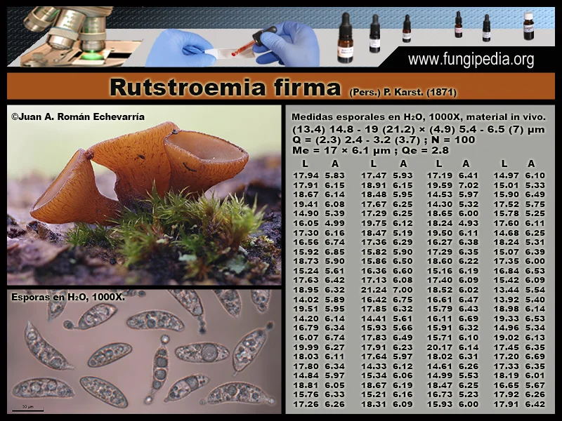 Microscopía de Rutstroemia firma