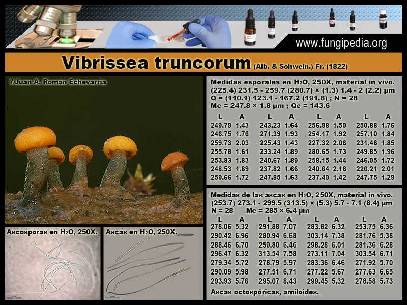 Microscopía de Vibrissea truncorum