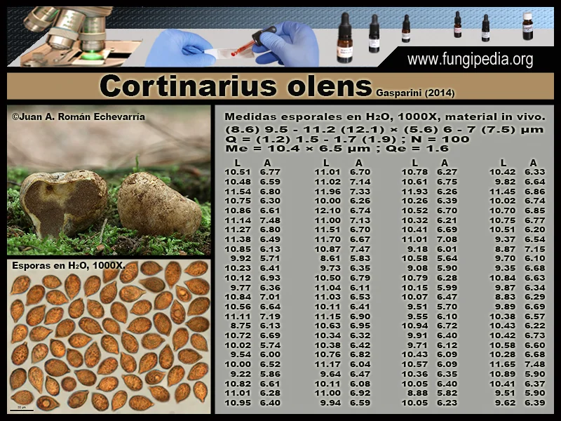 Microscopía de Cortinarius olens