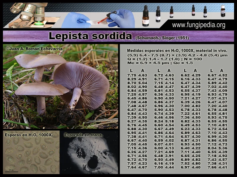 Microscopía de Lepista sordida