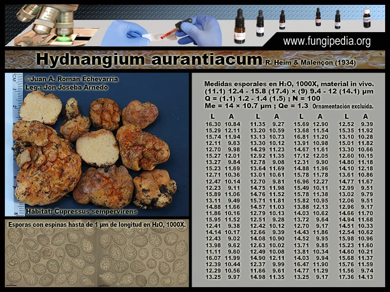 Microscopía de Hydnangium aurantiacum