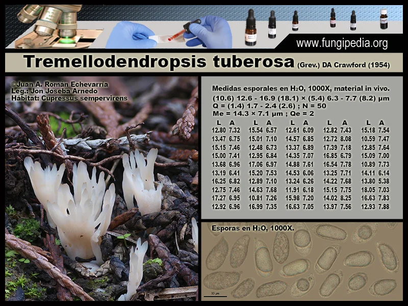 Microscopía de Tremellodendropsis tuberosa