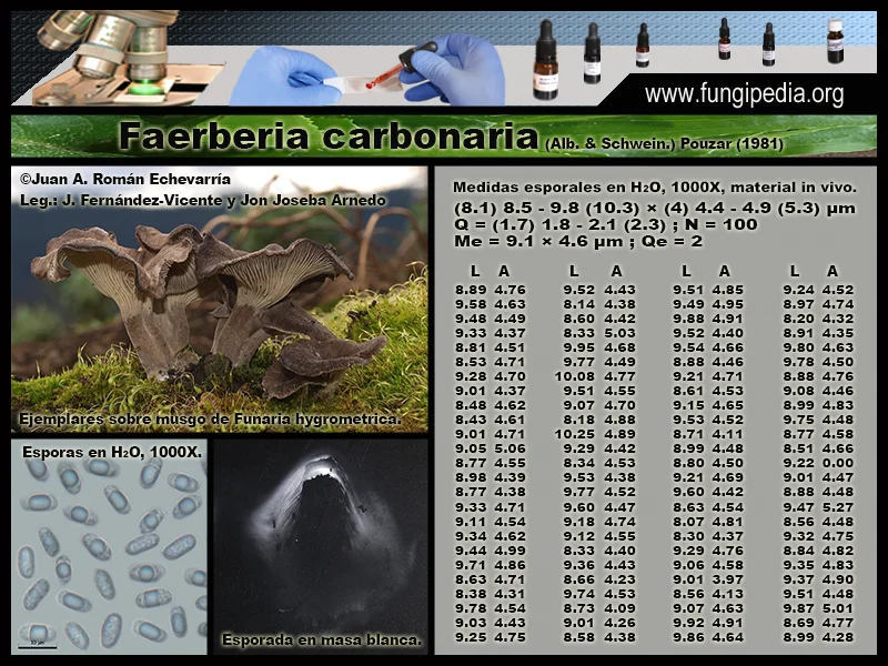 Microscopía de Faerberia carbonaria