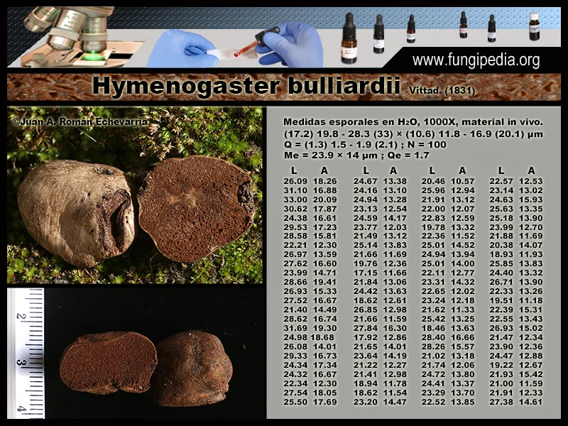 Microscopía de Hymenogaster bulliardii