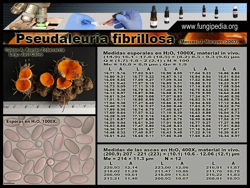 Microscopía de Pseudaleuria fibrillosa