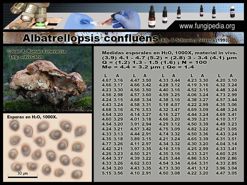 Microscopía de Albatrellopsis confluens