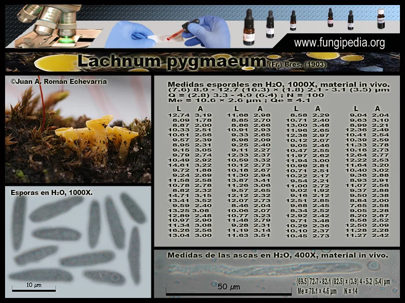 Microscopía de Lachnum pygmaeum