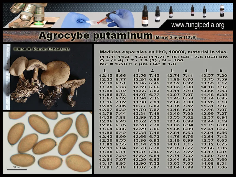 Microscopía de Agrocybe putaminum