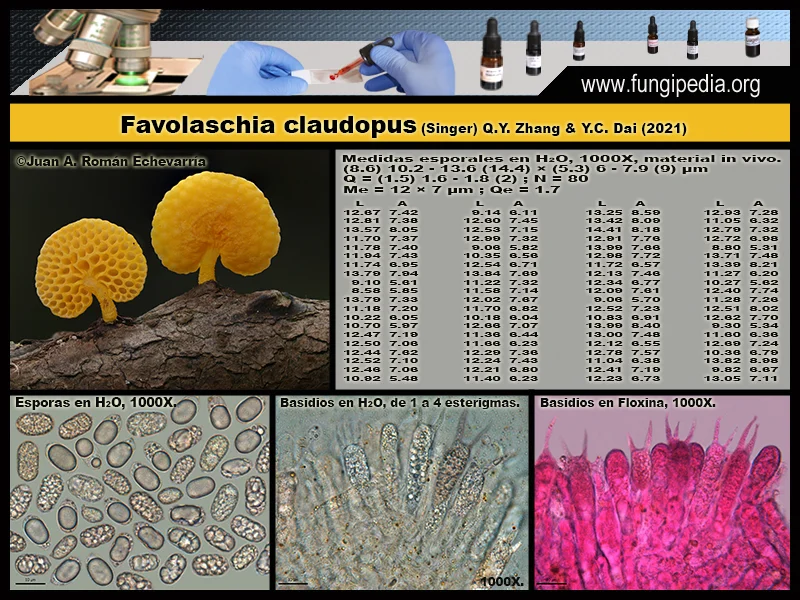Micoscopía de Favolaschia claudopus