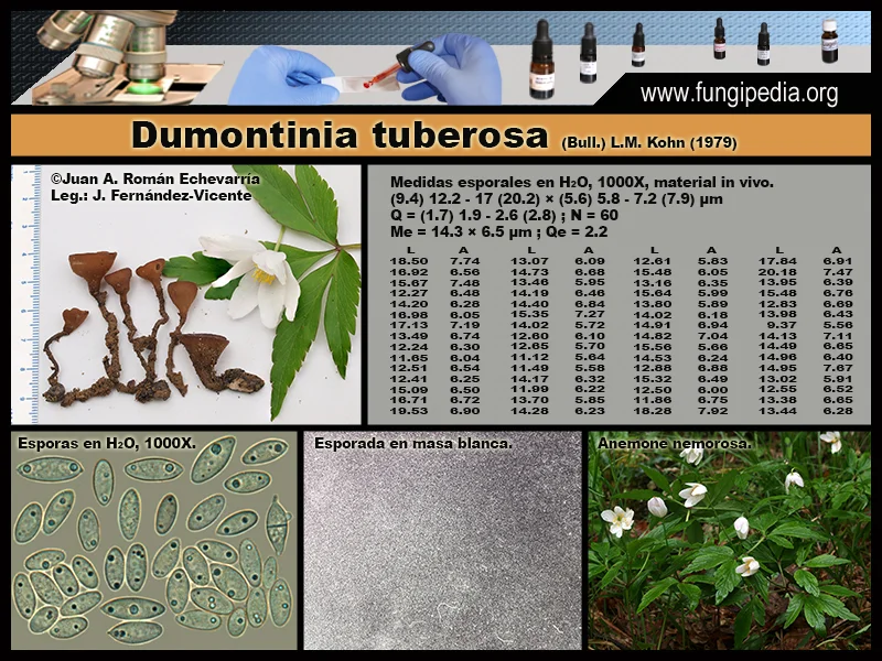 Microscopía de Dumontinia tuberosa