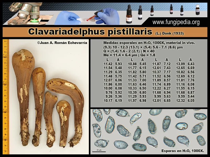 Microscopía de Clavariadelphus pistillaris