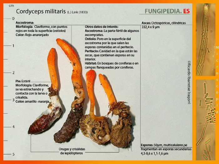 Microscopía de Cordyceps militaris