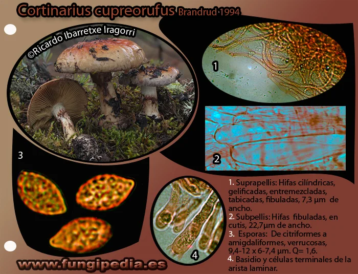 Microscopía de Cortinarius cupreorufus