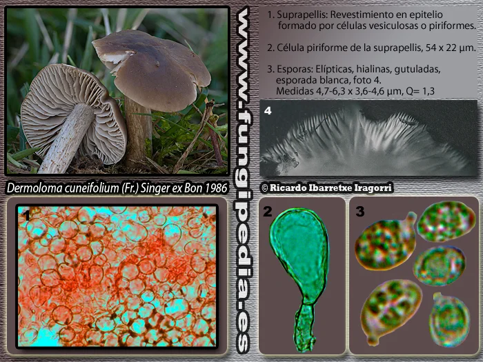 Microscopía de Dermoloma cuneifolium