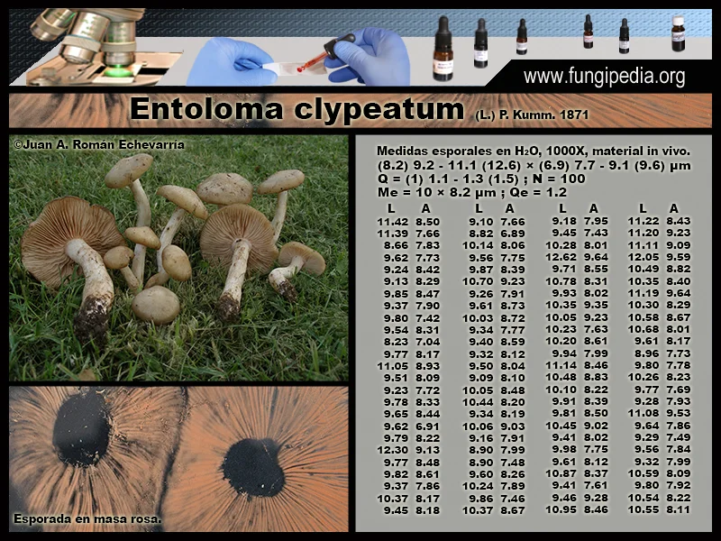 Microscopía de Entoloma clypeatum