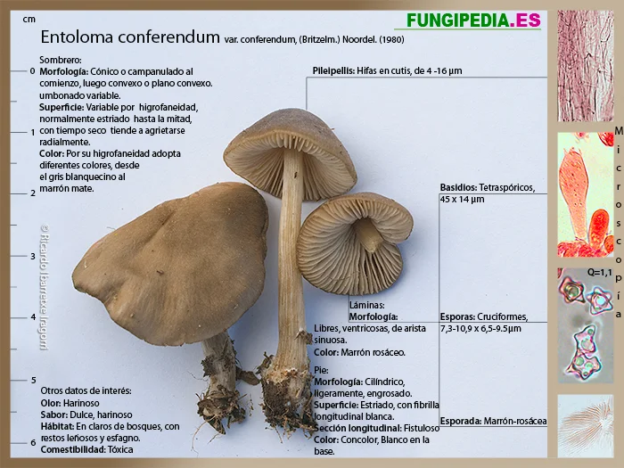 Microscopía de Entoloma conferendum