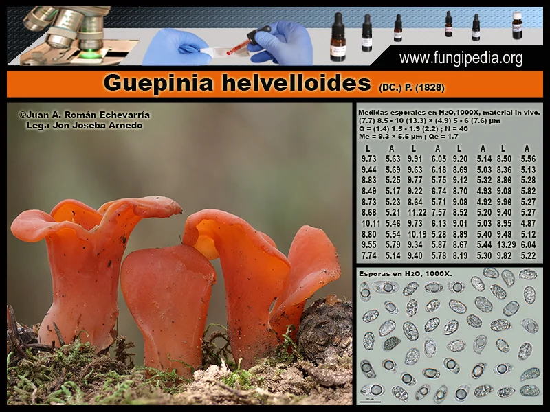 Ficha de la microscopía de Guepinia helvelloides