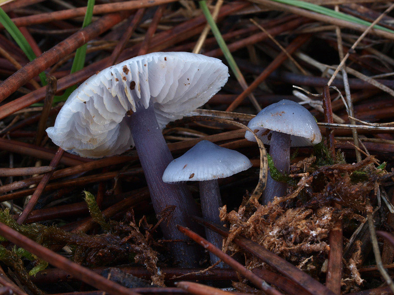 Posible confusión con la especie tóxica Mycena pura. A pesar de la variedad de color que posee no adopta esos tonos ocres rosados de las Laccarias, el pie suele ser lila y las láminas blancas.