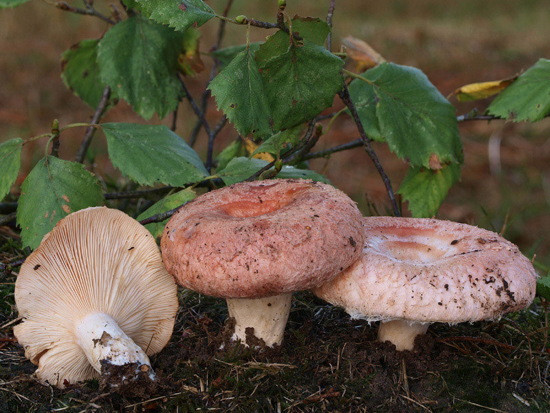 Posible confusión con la especie tóxica Lactarius torminosus. Es una especie de abedules de sombrero lanoso y con círculos concéntricos
