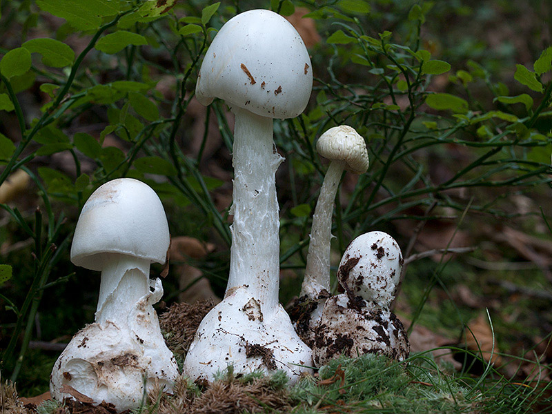 Posible confusión con la especie mortal Amanita virosa. Esta especie mortal es más pequeña y estilizada, tiene anillo membranoso y carece de tacto harinoso, hay que tener mucha precaución con las Amanitas blancas.