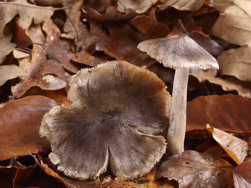 Posible confusión con la especie no comestible Tricholoma sciodes. Muy similares morfológicamente, sale en bosques de planifolios, tiene la arista laminar negruzca, y su sabor es amargo y picante a la vez.