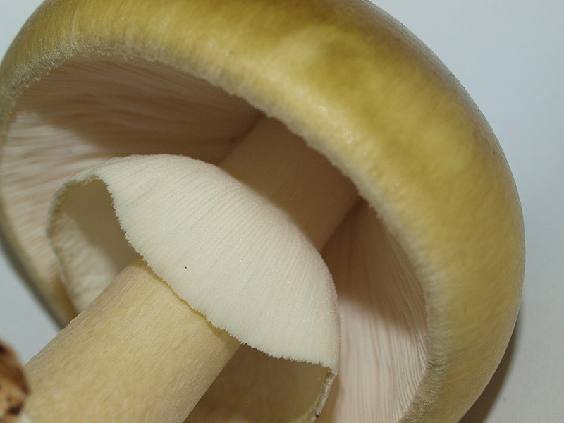 Posible confusión con la especie mortal Amanita phalloides. De color uniforme verdoso, sin zona central oscura, carece además de mamelón y posee un anillo manifiesto en el pie.