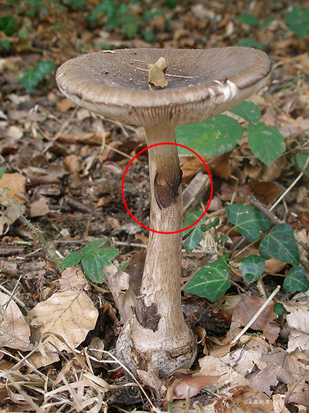 Posible confusión con la especie no comestible Amanita porphyria. Es de aspecto y color ciertamente similares, pero es de otra sección por la presencia de un anillo que tiende a quedar adpreso. 