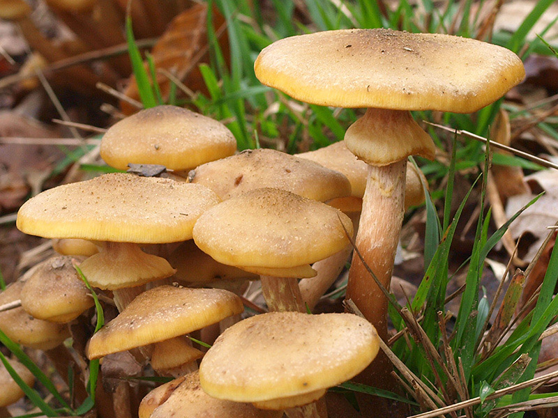 Posible confusión con la especie comestible Armillaria mellea. La diferencia más ostensible y clara es la presencia de un anillo manifiesto de color amarillento, la Armillaria tabescens no tiene anillo.