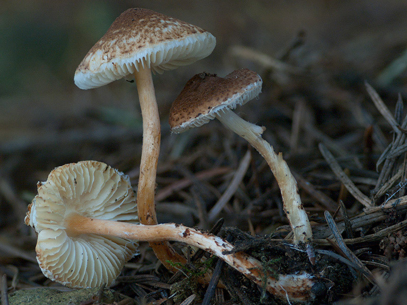 Posible confusión con la especie mortal Lepiota castanea. Es mucho más pequeña, de pie escamado y sin anillo manifiesto, más bien zona anular, además tiene las láminas siempre blancas.