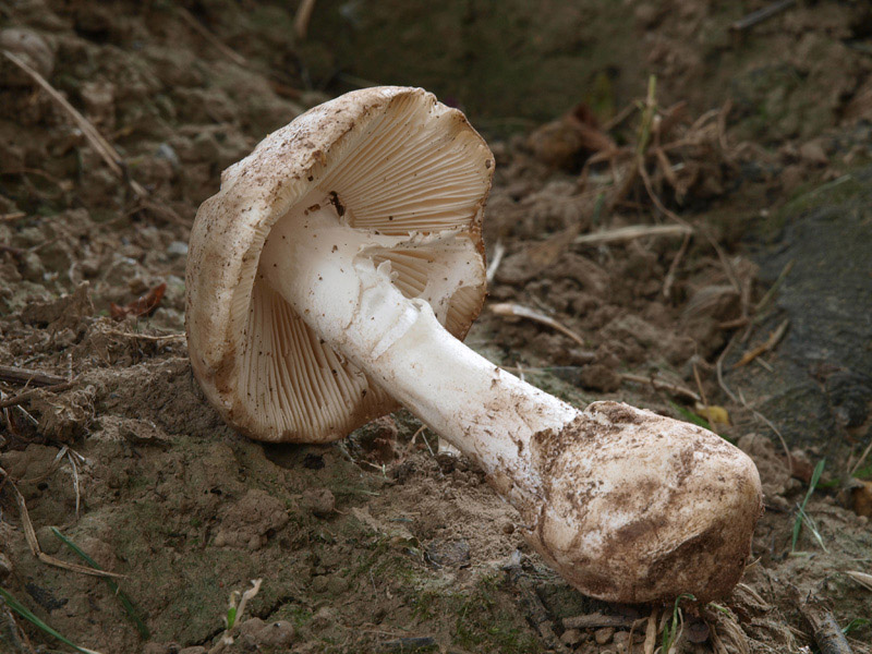 Posible confusión con la especie mortal Amanita verna. La similitud de color puede crear una confusión mortal, pero la presencia de anillo y volva delatan la clara diferencia entre ambos géneros. 