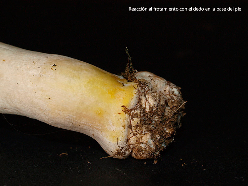 Posible confusión con la especie tóxica Agaricus xanthodermus. Es la especie tóxica que más similitudes tiene, pero el color amarillo vivo que adopta al roce y el olor desagradable la diferencian.