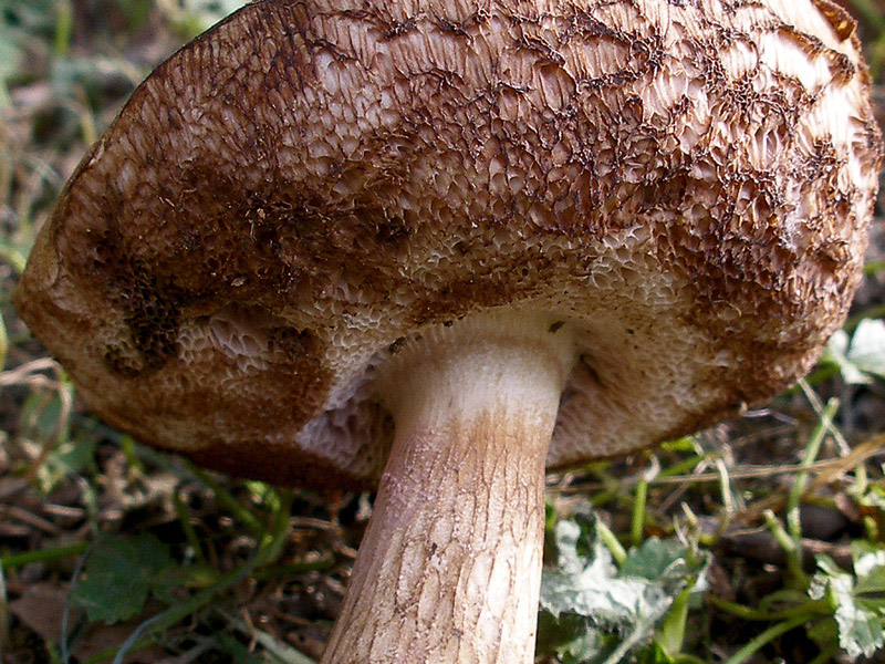 Posible confusión con la especie no comestible Tylopilus felleus. Son muy parecidos cuando son jóvenes, pero al madurar los poros del Tylopilus se vuelven rosados al tener esporada de ese color, además es mucho más reticulado y de carne muy amarga.