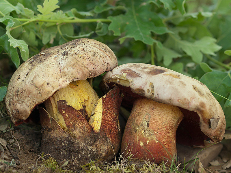 Posible confusión con la especie tóxica Rubroboletus satanas. La superficie del sombrero es de color mucho más claro, blanquecina, azulea al corte de forma más débil, su pie suele ser rechoncho y su carne es blanca en lugar de amarilla.
