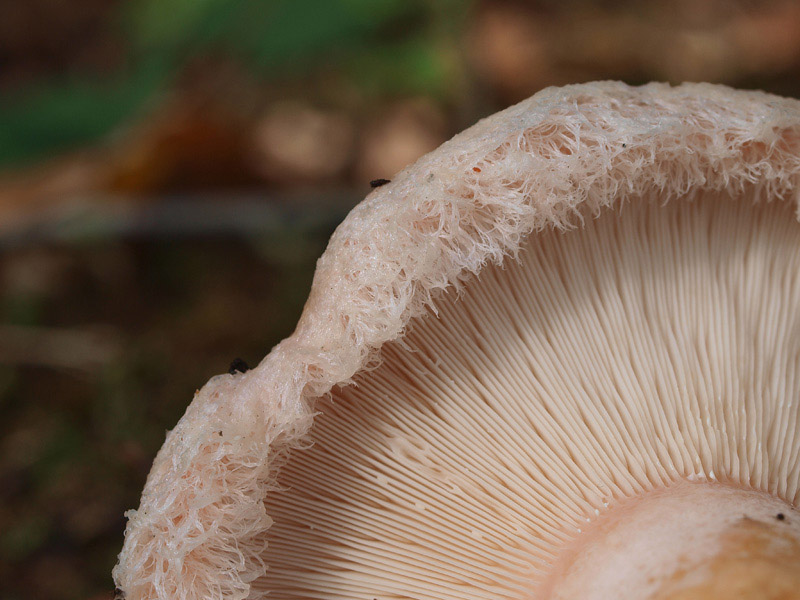Posible confusión con la especie tóxica Lactarius pubescens. Especie ligada a los abedules de sombrero lanoso cuando es joven y látex completamente blanco que no vira de color al secarse.