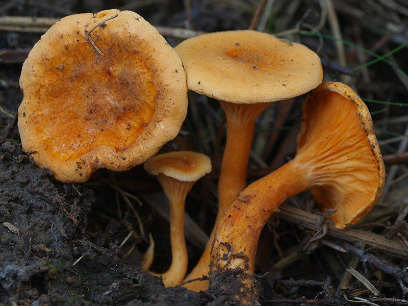 Posible confusión con la especie comestible Hygrophoropsis aurantiaca. Especie sin apenas carne y con verdaderas láminas en lugar de pliegues, estas dos especies son confundidas con regularidad por el aficionado poco experto.