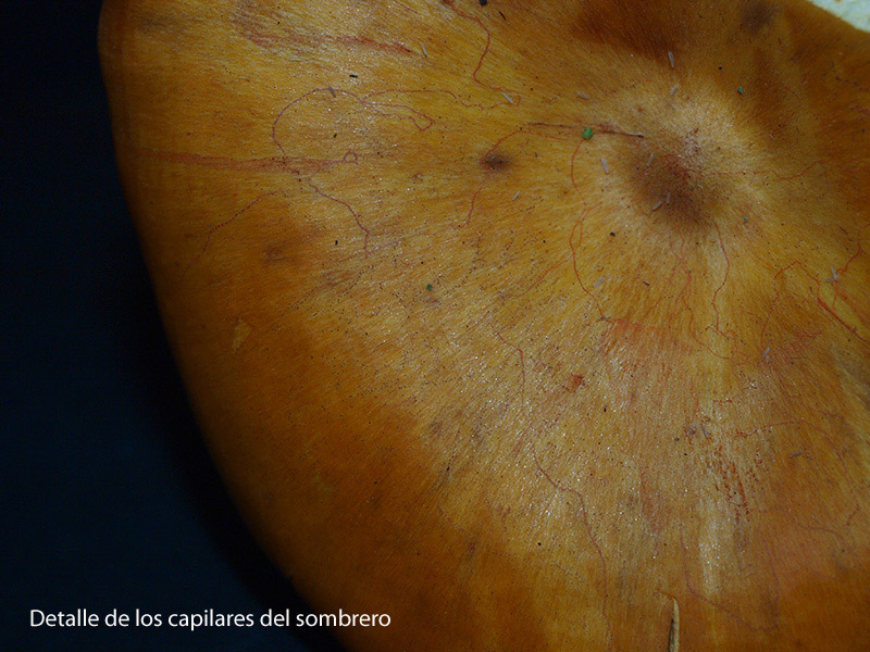 Posible confusión con la especie tóxica Omphalotus olearius. De color mucho más anaranjado uniforme en todo el basidioma, con láminas en lugar de pliegues y de pie más alargado.