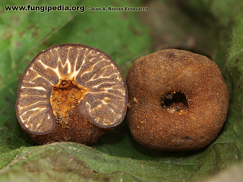 Posible confusión con la especie no comestible Tuber fulgens. Tuber fulgens tiene un color más rojizo, con hifas del micelio de color naranja que frecuentemente aparecen junto a la cavidad basal, y con las esporas más esféricas.