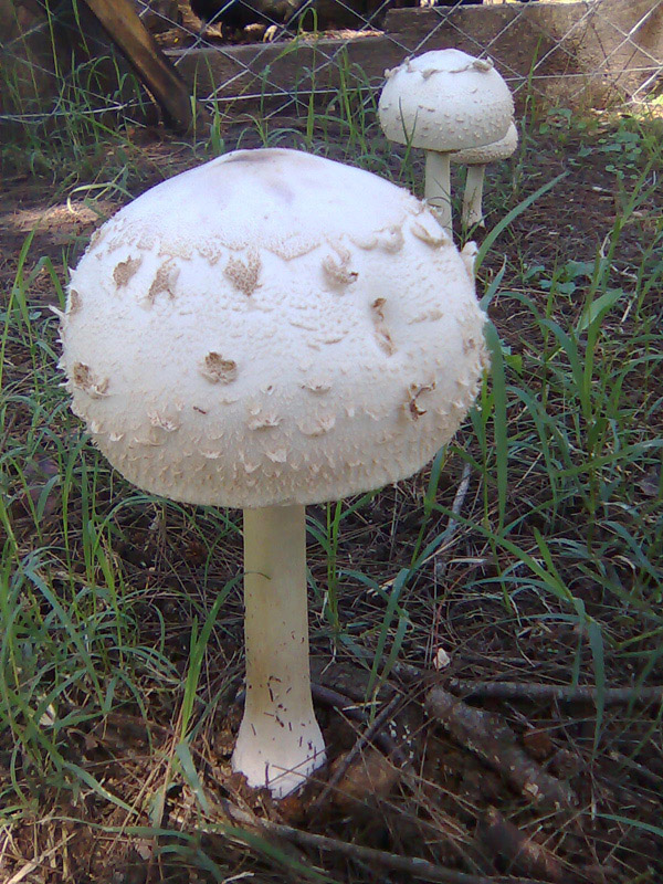 Posible confusión con la especie tóxica Chlorophyllum molybdites. Con esporada de color verdoso mucho más acentuado, esta especie tóxica no tiene el enrojecimiento típico de la carne de la rachodes, es apenas rubescente y amarillea al frotamiento.