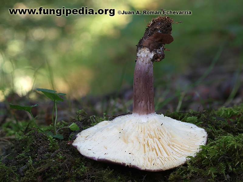 Posible confusión con la especie comestible Calocybe ionides. Se diferencian por el color blanco de las láminas que en Calocybe onychina son amarillas.