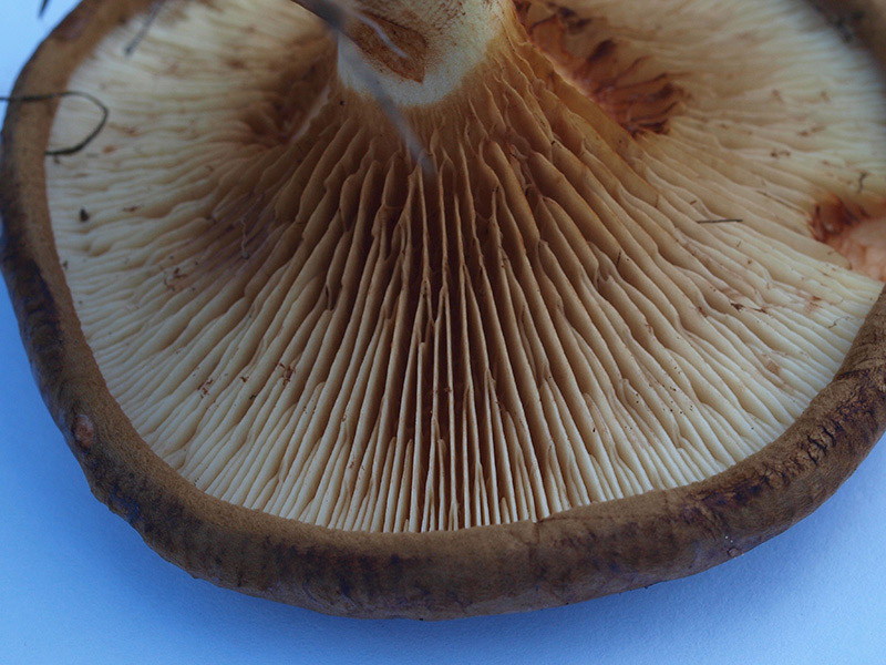 Posible confusión con la especie mortal Paxillus involutus. El sombrero de esta especie suele tener el margen acanalado, sus láminas de jóvenes son amarillentas y se ensucia al tocarlo en todas sus partes.