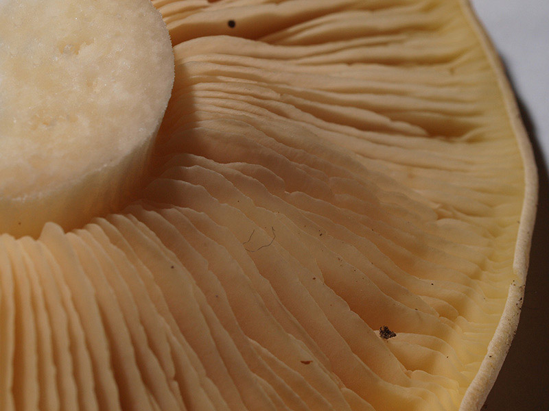 Posible confusión con la especie tóxica Entoloma sinuatum. Tiene el sombrero de forma regular, apenas umbonado, no es cónico ni con forma de escudo, su hábitat es el interior de los bosques de planifolios y es otoñal.