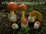 Colaboradores de fungipedia