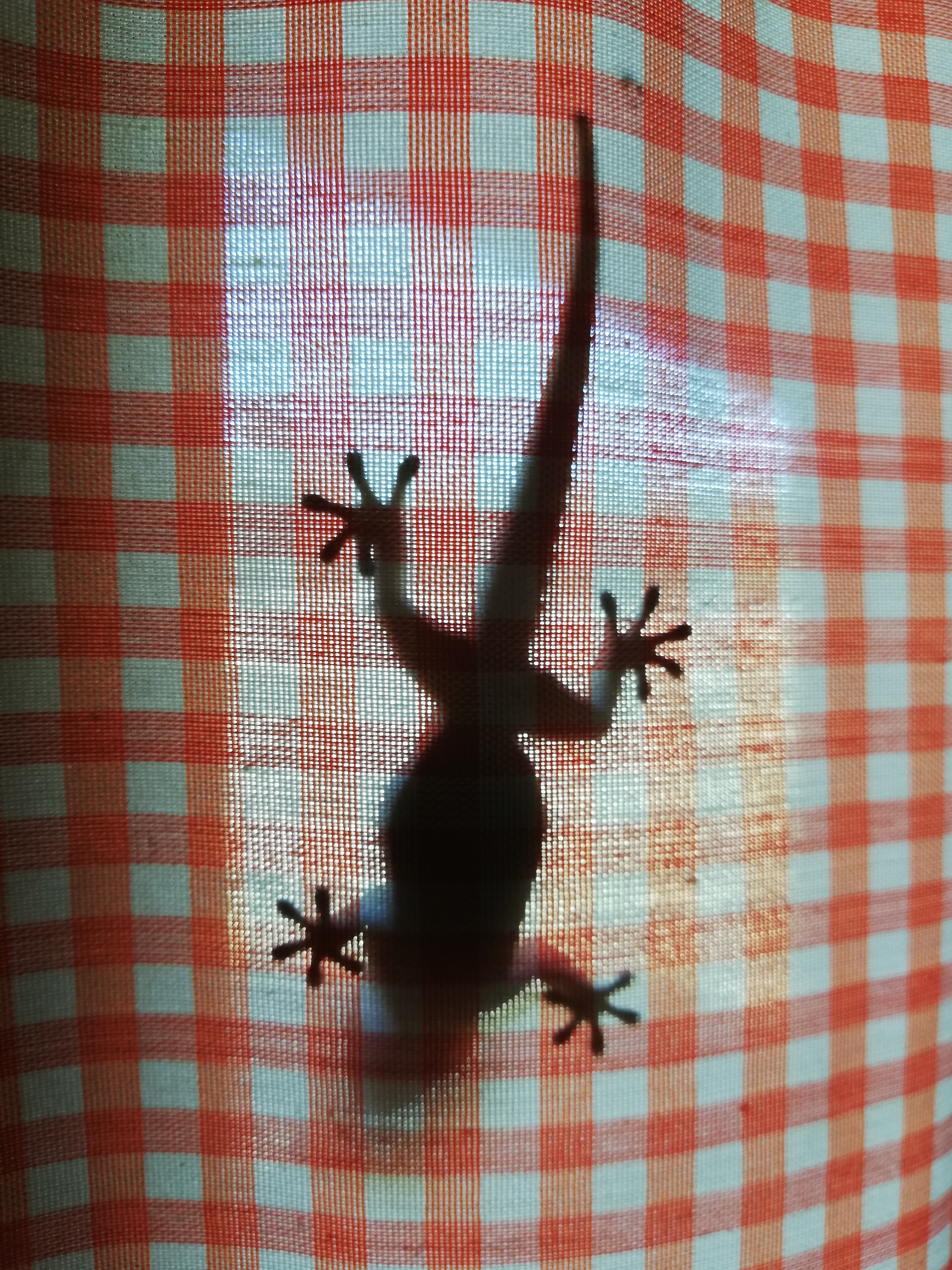 Jordi